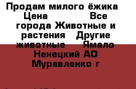 Продам милого ёжика › Цена ­ 10 000 - Все города Животные и растения » Другие животные   . Ямало-Ненецкий АО,Муравленко г.